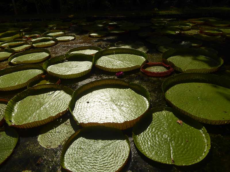 Mauritius Botanischer Garten  Sir Seewoosagur Ramgoolam  Hybride Victoria amazonica × Victoria cruziana