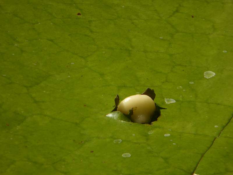 Mauritius Botanischer Garten  Sir Seewoosagur Ramgoolam  Hybride Victoria amazonica × Victoria cruziana