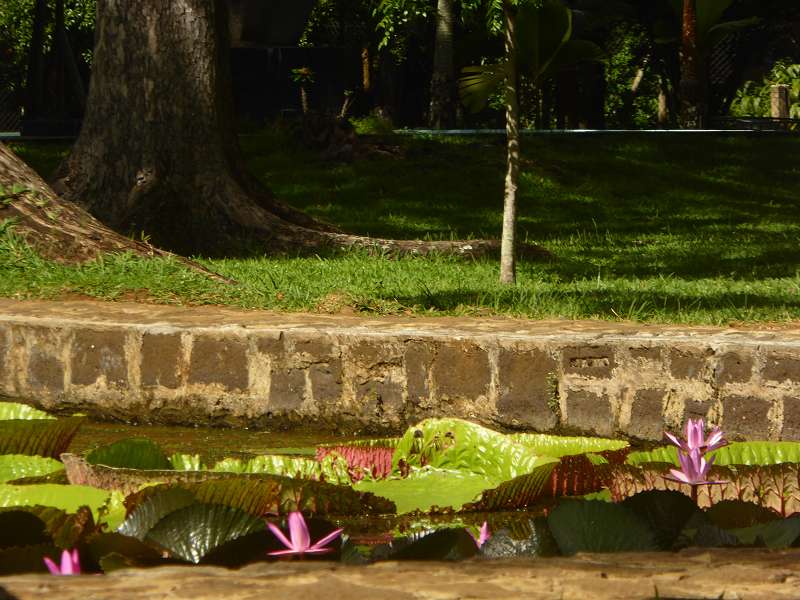 Mauritius Botanischer Garten  Sir Seewoosagur Ramgoolam Botanical Garden Pampelmousse