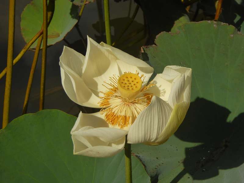   Mauritius Botanischer Garten Lotusblte Seewoosagur Ramgoolam Botanical Garden PampelmouMauritius Botanischer Garten Lotusblte Seewoosagur Ramgoolam Botanical Garden Pampelmou