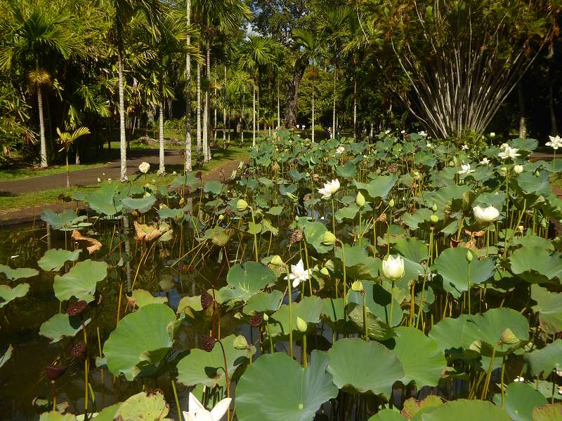   Mauritius Botanischer Garten Lotusblte Seewoosagur Ramgoolam Botanical Garden PampelmouMauritius Botanischer Garten Lotusblte Seewoosagur Ramgoolam Botanical Garden Pampelmou