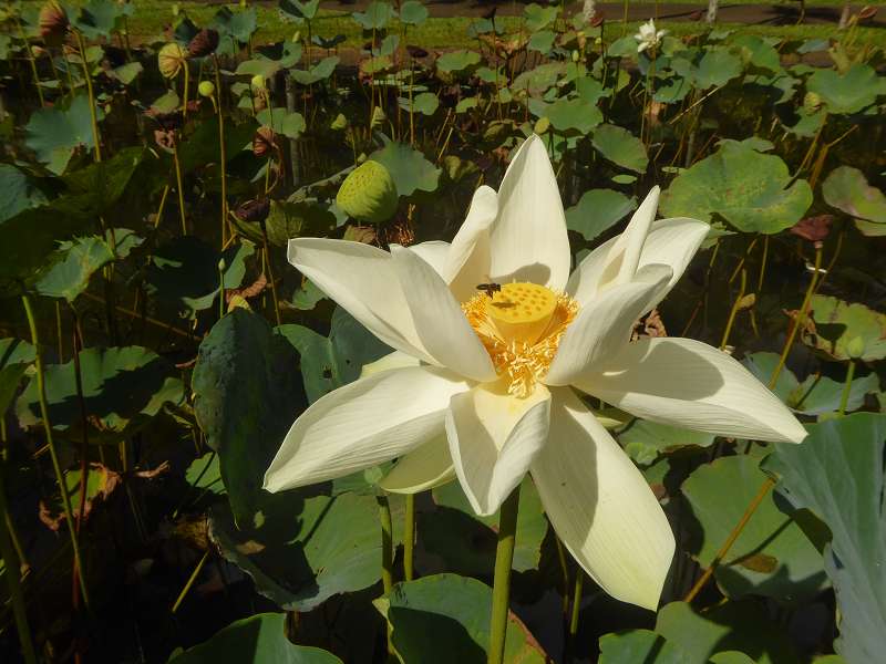   Mauritius Botanischer Garten Lotusblte Seewoosagur Ramgoolam Botanical Garden PampelmouMauritius Botanischer Garten Lotusblte Seewoosagur Ramgoolam Botanical Garden Pampelmou