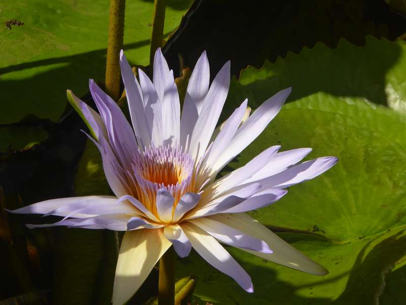   Mauritius Botanischer Garten Lotusblte Seewoosagur Ramgoolam Botanical Garden PampelmouMauritius Botanischer Garten Lotusblte Seewoosagur Ramgoolam Botanical Garden Pampelmou