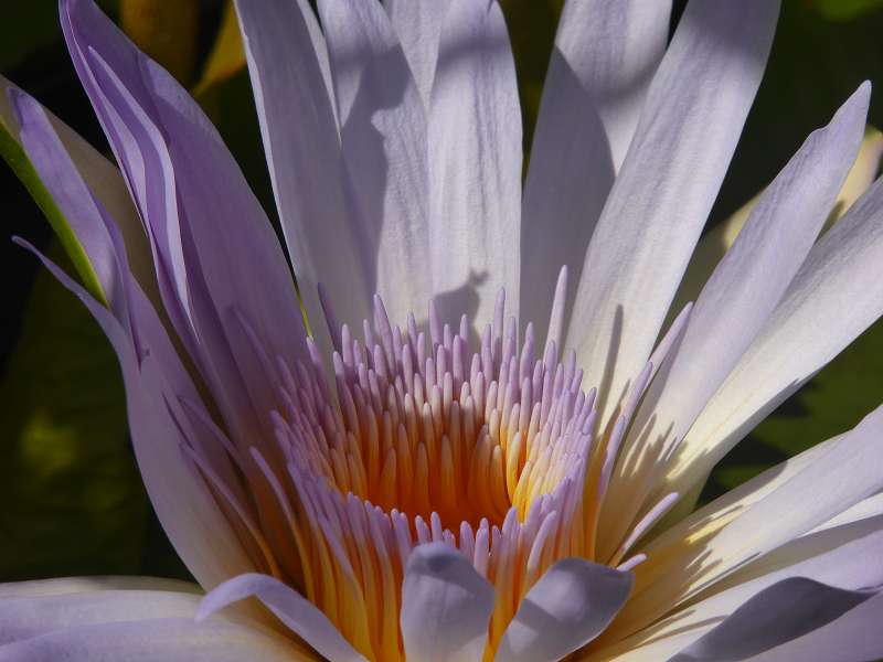   Mauritius Botanischer Garten Lotusblte Seewoosagur Ramgoolam Botanical Garden PampelmouMauritius Botanischer Garten Lotusblte Seewoosagur Ramgoolam Botanical Garden Pampelmou