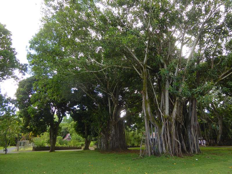   Mauritius Botanischer Garten Lotusblüte Seewoosagur Ramgoolam Botanical Garden PampelmouMauritius Botanischer Garten Lotusblüte Seewoosagur Ramgoolam Botanical Garden Pampelmou