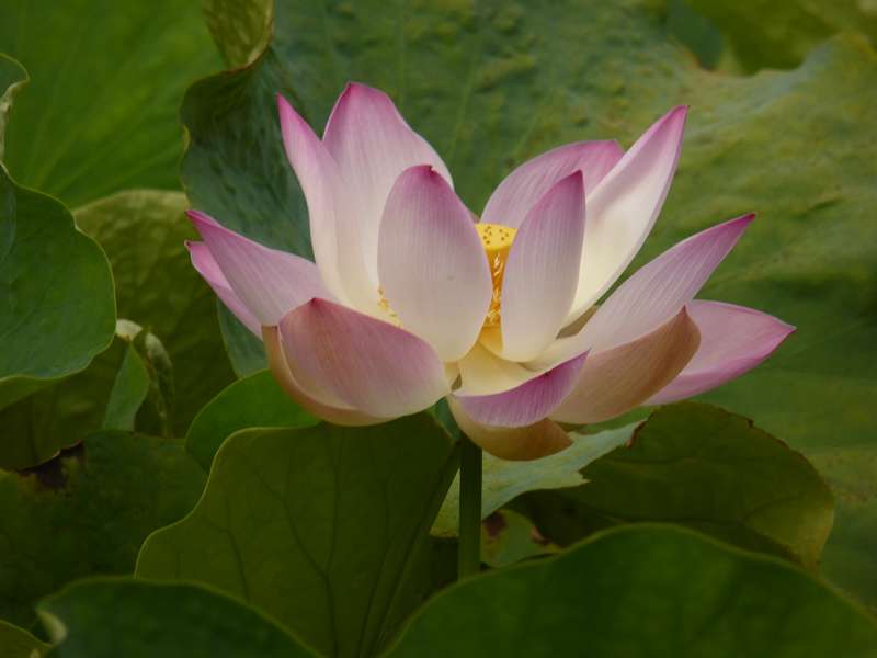 Lotusblte Seewoosagur Ramgoolam Botanical Garden Pampelmou