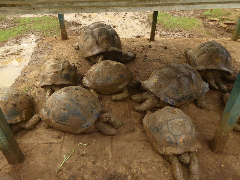 Mauritius Botanischer Garten  Sir Seewoosagur Ramgoolam Botanical Garden PampelmousseSchildkröten Aldabra-Riesenschildkröte.Aldabra-Riesenschildkröten (Aldabrachelys) Seychellen-Riesenschildkröten