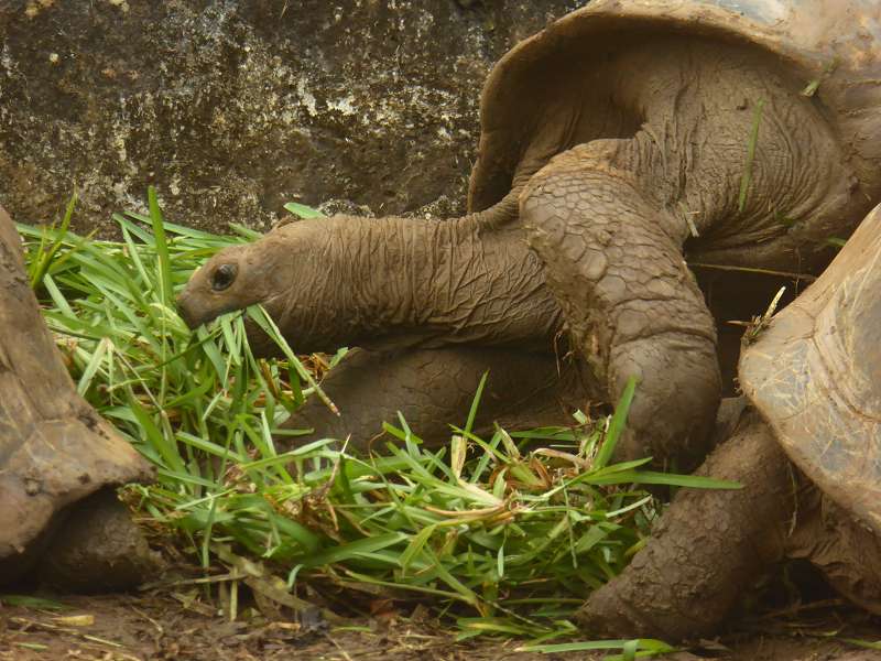 chelys) Seychellen-Riesenschildkröten