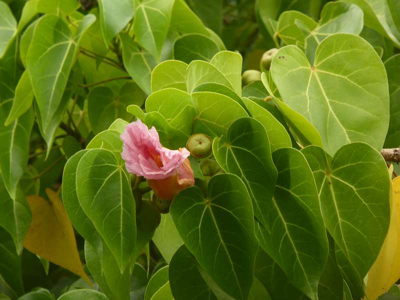 Mauritius Botanischer Garten  Sir Seewoosagur Ramgoolam Botanical Garden Pampelmousse