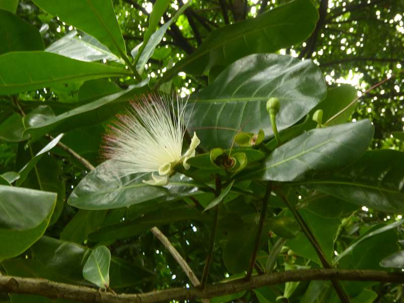 bonnet de pretre arbre  Bonnet Carre  Arbre de La Réunion. Barringtonia asiatica. Barringtonia asiatica Mauritius Botanischer Garten  Sir Seewoosagur Ramgoolam Botanical Garden Pampelmousse