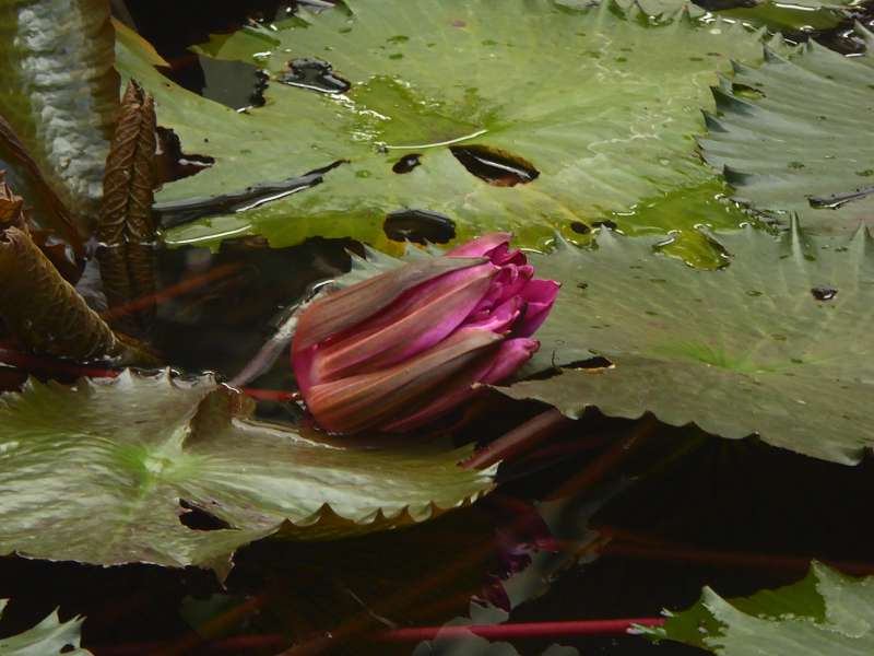 Mauritius seerosenteich  Sir Seewoosagur Ramgoolam Botanical Garden Pampelmousse