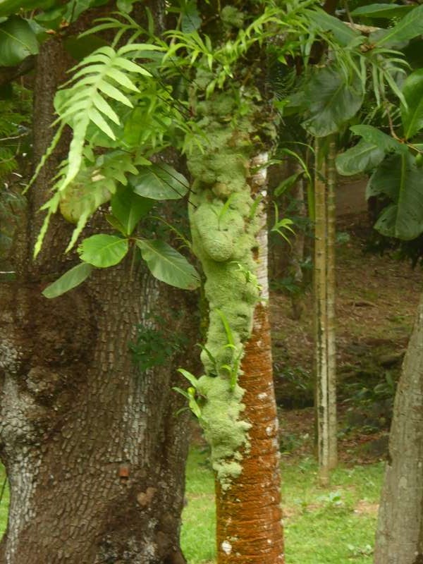 Mauritius Botanischer Garten  Sir Seewoosagur Ramgoolam Botanical Garden Pampelmousse