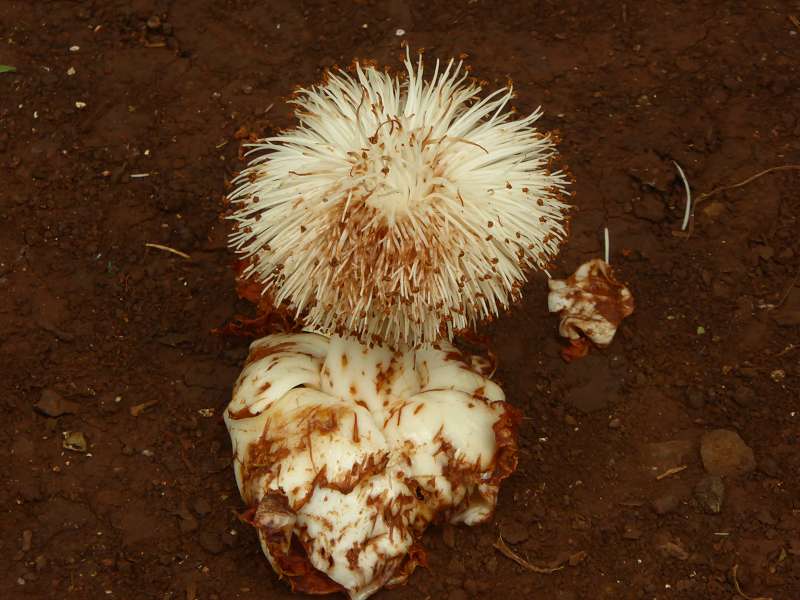 Mauritius Botanischer Garten  Sir Seewoosagur Ramgoolam Botanical Garden Pampelmousse