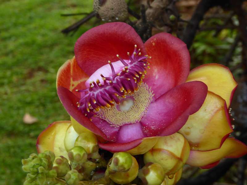 Hilton Northolme Seychelles Cannonballtree Kanonenkugel-Baum (Kanonenkugelbaum)