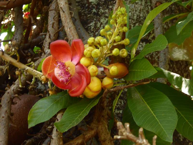 Hilton Northolme Seychelles Cannonballtree Kanonenkugel-Baum Blüte (Kanonenkugelbaum)