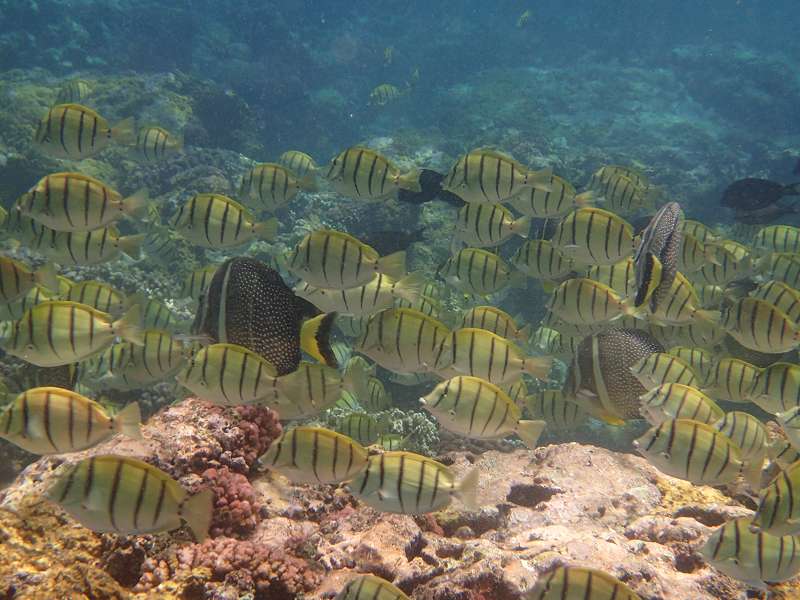 Mauritius Schnorcheln Le Victoria Beachcomber Hotel Mauritius Snorkel