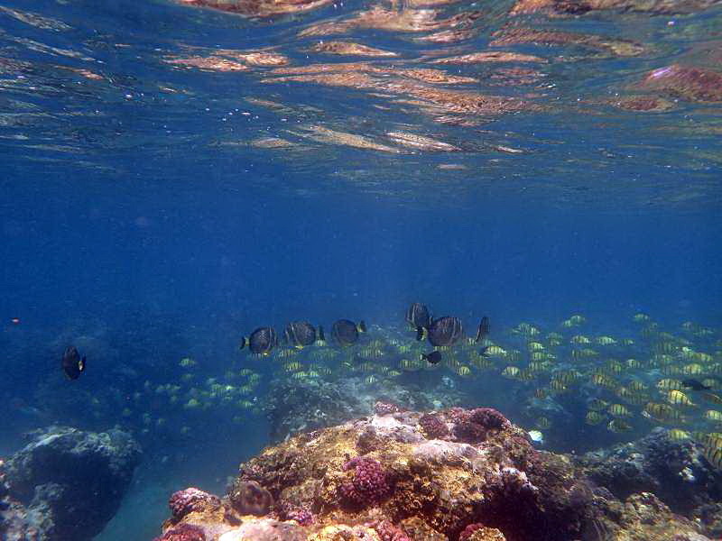 Mauritius Schnorcheln Le Victoria Beachcomber Hotel Mauritius Snorkel