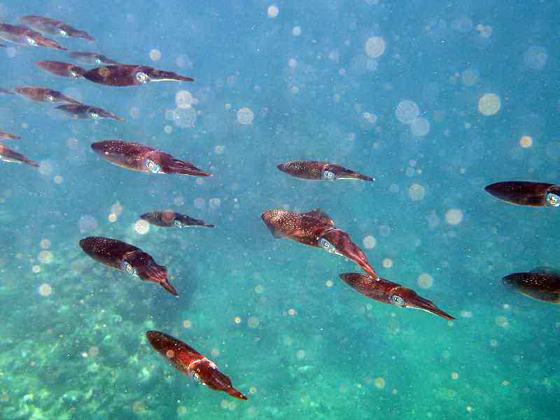 Mauritius Schnorcheln Le Victoria Beachcomber Hotel Mauritius Snorkel Fish Coral 