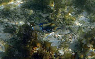 Mauritius Schnorcheln Le Victoria Beachcomber Hotel Mauritius Snorkel Fish Coral 