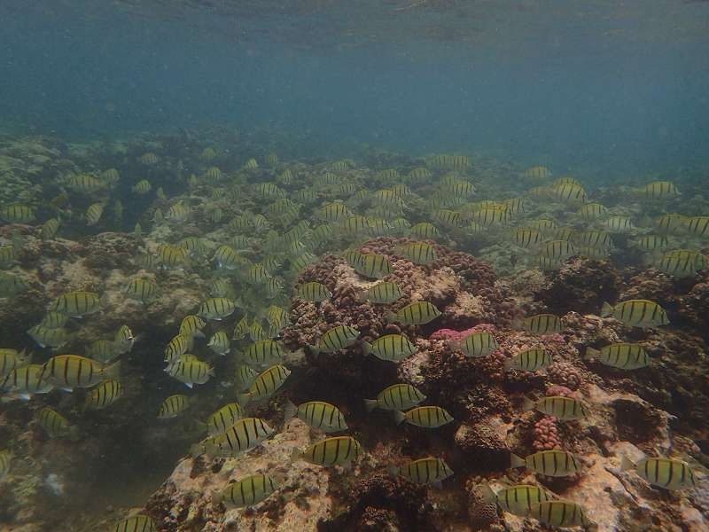 Mauritius Schnorcheln Le Victoria Beachcomber Hotel Mauritius Snorkel Fish Coral 