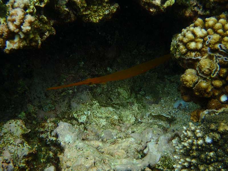 Mauritius Schnorcheln Le Victoria Beachcomber Hotel Mauritius Snorkel Fish Coral Trumpet