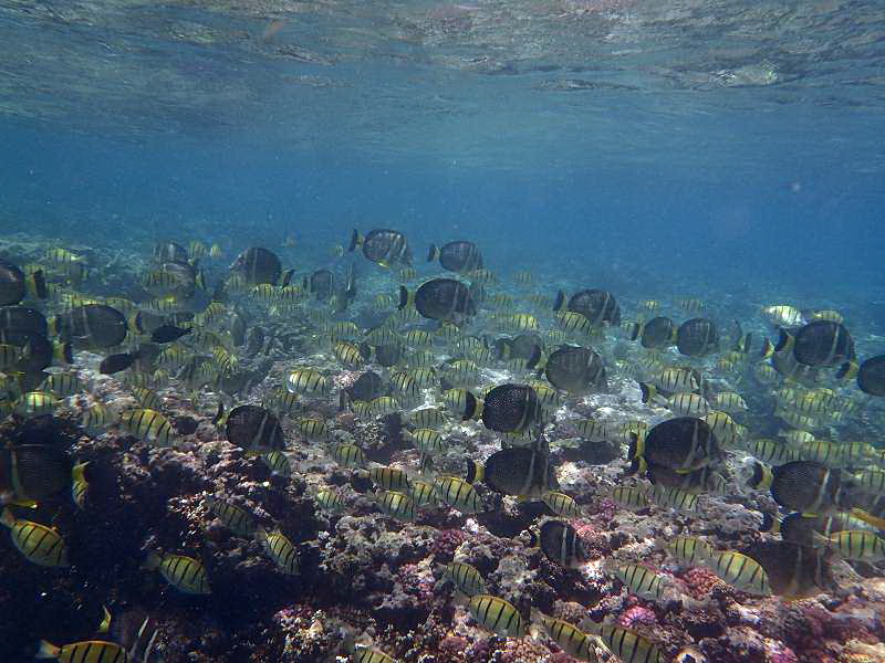 Mauritius Schnorcheln Le Victoria Beachcomber Hotel Mauritius Snorkel Fish Coral Trumpet