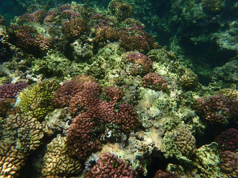 Mauritius Schnorcheln Le Victoria Beachcomber Hotel Mauritius Snorkel Fish Coral Trumpet